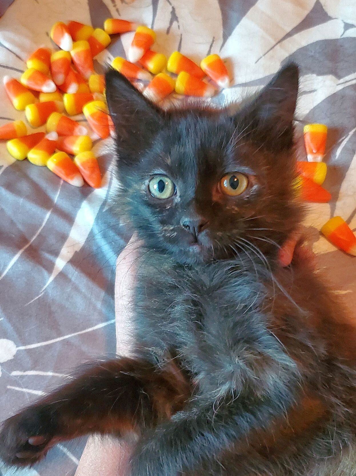 Adopt a Pet | Candy Corn